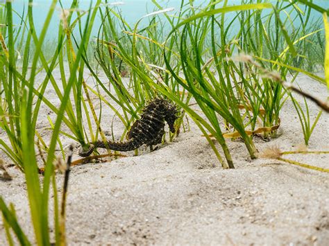 VIDEO: Super rare long snouted seahorse spotted in the wild! - All At Sea