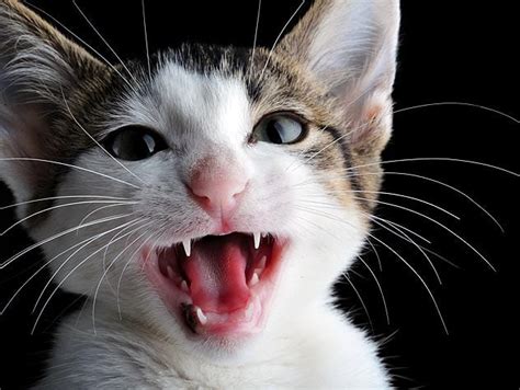 Pet Dental Care: How (and When) Do Cats Lose Baby Teeth?