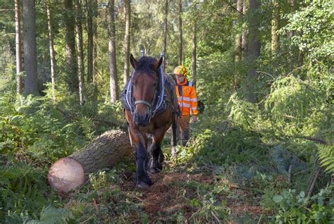 British Horse Loggers | shaun stothard | Flickr