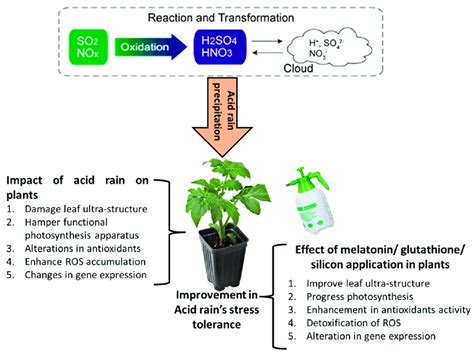 The role of melatonin, glutathione and silicon in mitigating the acid ...