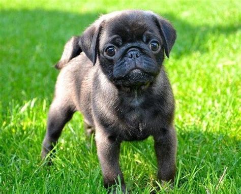 Cute Silver Pug Puppy | Cute pugs, Cute pug puppies, Pugs