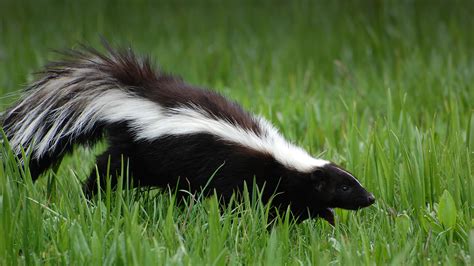 Striped Skunk | San Diego Zoo Animals & Plants