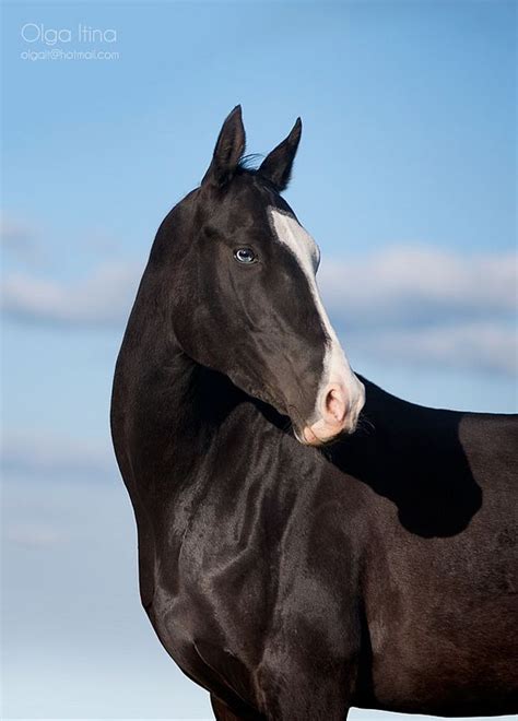 black akhal-teke horse on blue background | Akhal teke horses, Horse ...