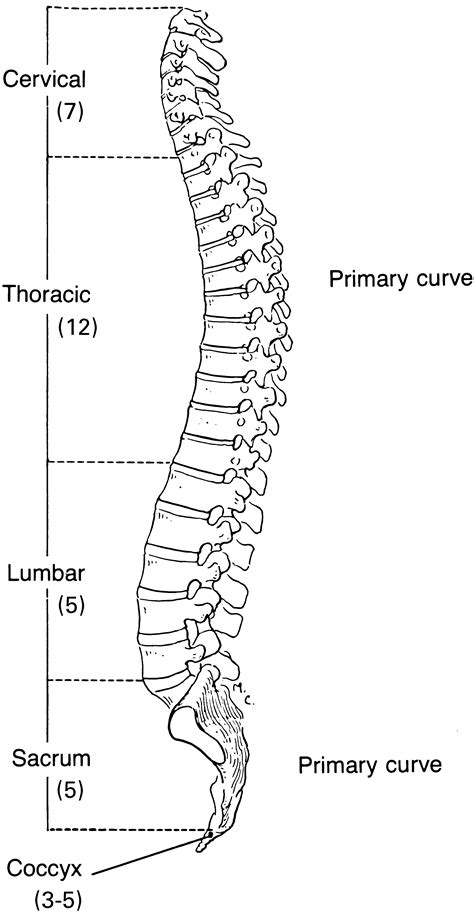 Labelled Diagram Of Backbone : Arthritis of the Neck and the Back ...