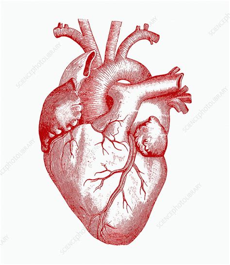 Heart - Stock Image - P216/0407 - Science Photo Library