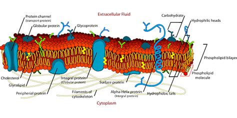 ganglioside | Parkinson's Disease Pathology