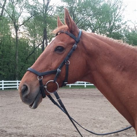 Micklem Bridles - Dressage Fundamentals