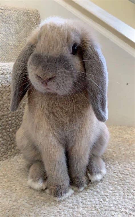 Phin, the Holland Lop | Cute baby bunnies, Cute funny animals, Cute ...