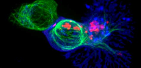 Cytotoxic T cells – Notícias, Pesquisa e Análise – The Conversation ...