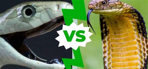 Learn All About Black Mamba Vs King Cobra: What’s The Difference?