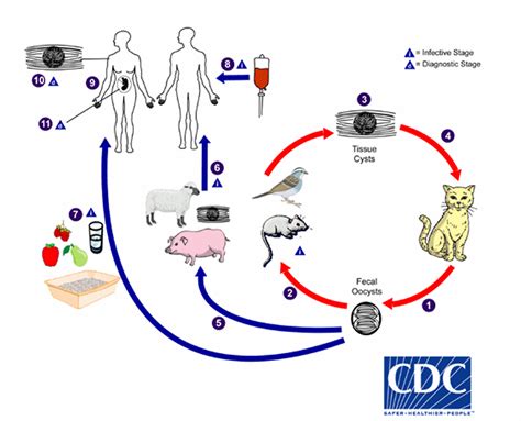 Docencia Microbiología UMHToxoplasma gondii - Prácticas Microbiología UMH