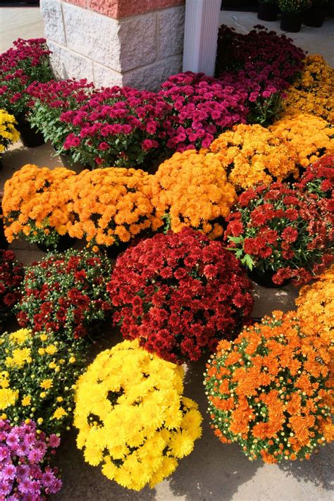 Fertilizing Mums: Tips For Feed Mum Plants | Fall plants, Plants, Fall mums