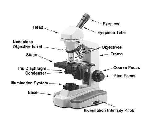 Microscope Parts Of Images