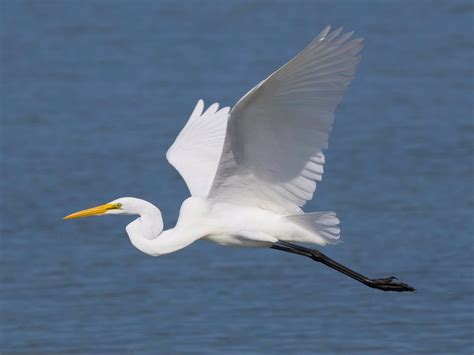 Great white egret no longer rare bird as numbers boom across UK and ...