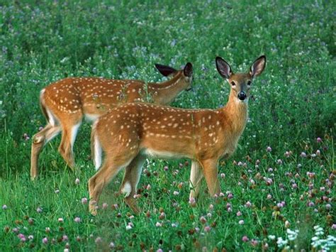 Whitetail Deer Fawns