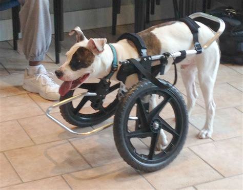 Wheelchairs for Handicapped Dogs | Hand Built Quality by Ruff Rollin ...