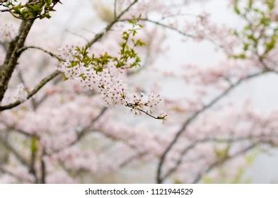 Cherry Blossoms On Alishan Taichung Taiwan Stock Photo 1121944529 ...