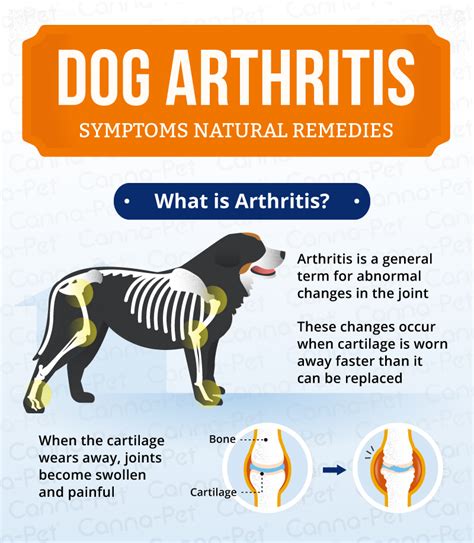 Dog Arthritis Symptoms & Natural Remedies | Canna-Pet®