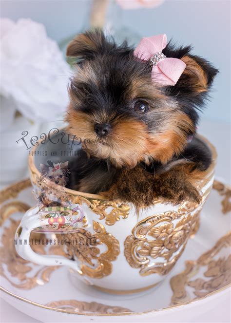 Yorkshire Terrier Puppy For Sale South Florida | Teacups, Puppies ...