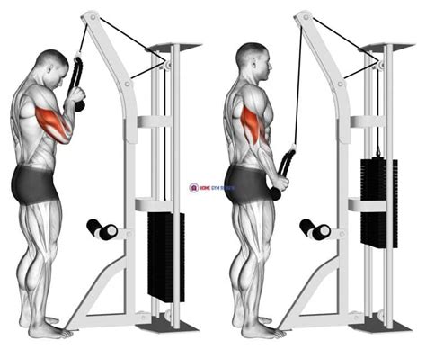 Cable Standing One Arm Tricep Pushdown (Overhand Grip) - Home Gym Review