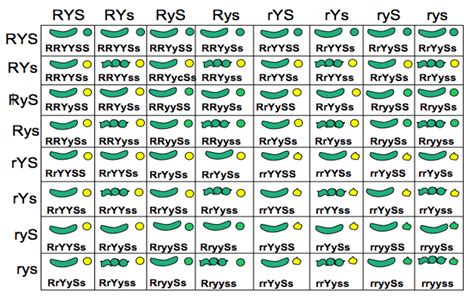 Mendelian Inheritance: Part III : Plantlet