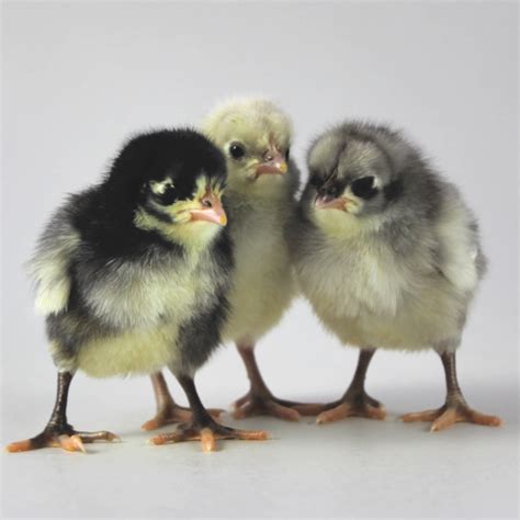 Day Old Chick Identification – Meyer Hatchery