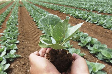 Organic agriculture is going mainstream, but not the way you think it ...