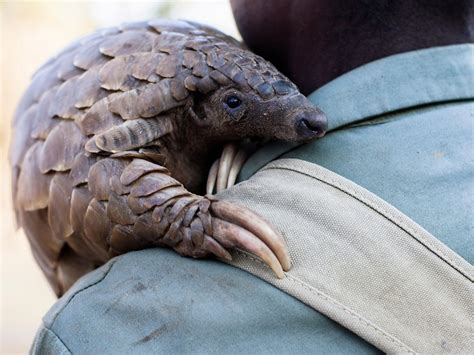 Pangolins: World conservation day aims to raise awareness of most ...