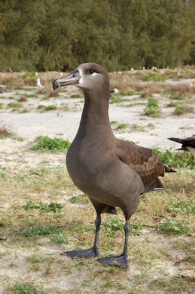 Black Footed Albatross | 動物, ハワイ諸島, 鳥類