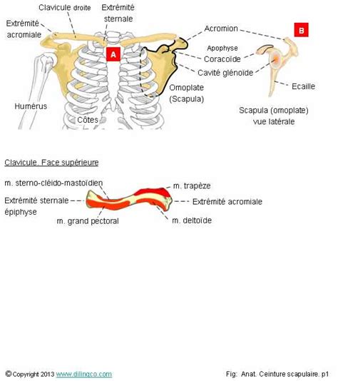 Os de la ceinture scapulaire