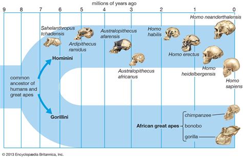 Human evolution - Background and beginnings in the Miocene | Britannica