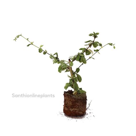 Vinca vine variegated - Santhi Online Plants Nursery