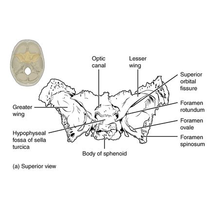 Sphenoid Bone Diagram