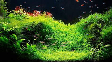 The multifarious benefits of live aquatic plants in aquariums ...