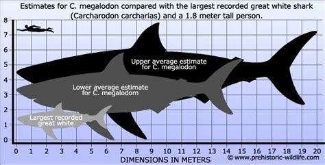 Megalodon Vs. Great White Shark: How Does The Prehistoric Beast Stack ...