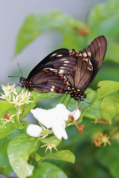 The Purposes of Butterfly Antennae | Animals - mom.me