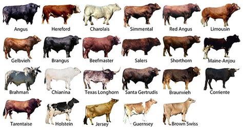 Cattle Breeds: A Comprehensive Guide