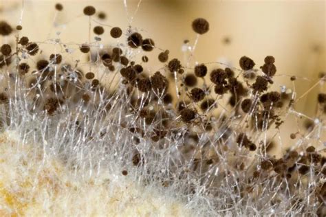 How to collect Mushroom Spores? (Where are spores located)