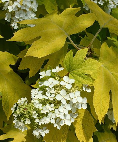 Hydrangea quercifolia - Oakleaf Hydrangea Little Honey - the landscape ...