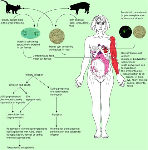 Toxoplasmosis Symptoms Pregnancy