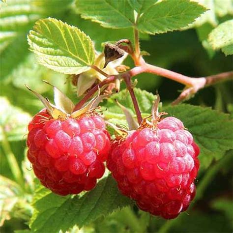 The Top 13 Raspberry Varieties to Grow in Zones 3-9 | Gardener’s Path