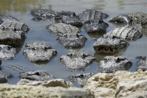 An America Alligators In Swamp At Everglades National Park, South ...