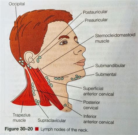 Location Of Lymph Nodes In Neck Diagram