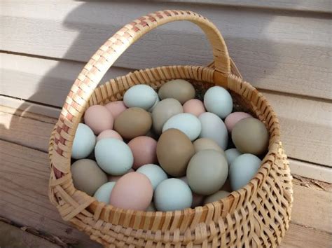 Ameraucana Eggs - Difference in Color | Gallinas y gallos, Corrales ...