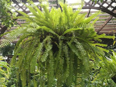 Types of Ferns: Different Varieties of Indoors and Outdoors Fern Plants ...