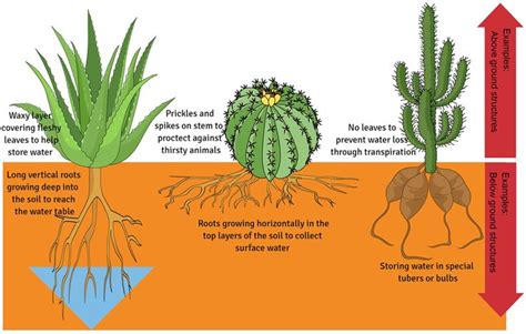 Figure 1 - Extreme structural adaptations found in plants to combat ...