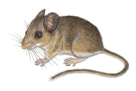 Peromyscus - Alchetron, The Free Social Encyclopedia