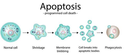 Application of Nucleotides in Apoptosis - BOC Sciences