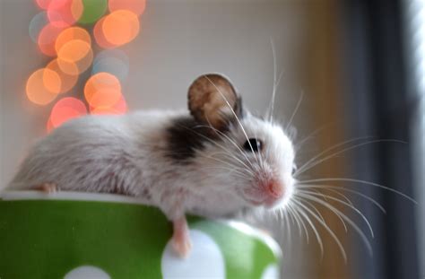 cute mouse mice cute bokeh | Animals friends, Pet rats, Small pets