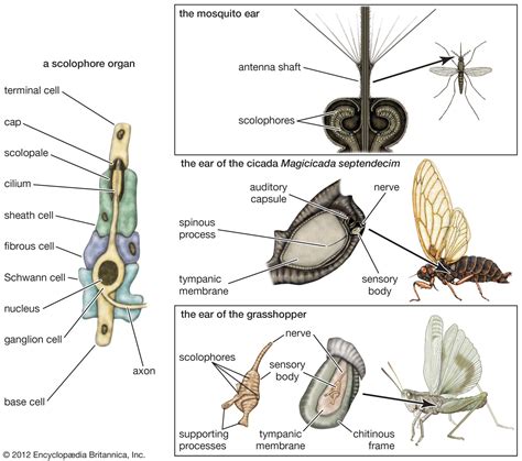 Sound reception | Definition, Systems, Organs, & Facts | Britannica